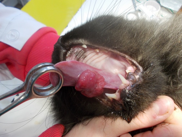 кот - плоскоклеточный рак языка