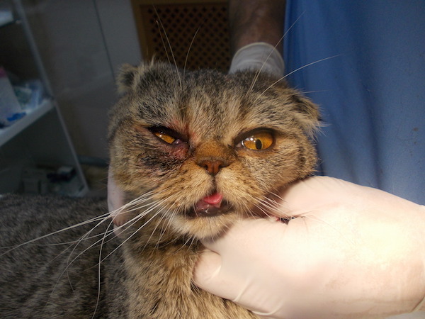 кошка после операции