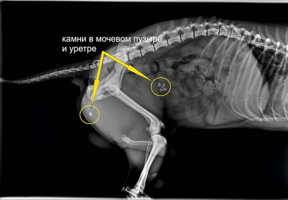 Рентген высокого разрешения помогает в постановке диагноза — камни в  мочевом пузыре | блог Ветеринарной клиники Добрый Доктор в Воронеже