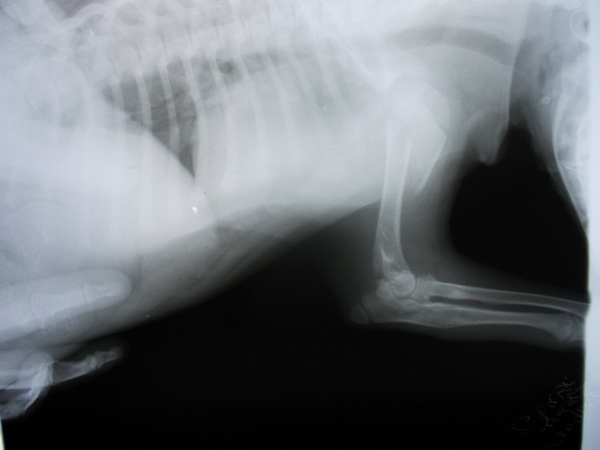 щенок алабая - перелом плеча