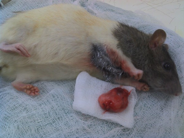 подкожная опухоль у крысы после удаления