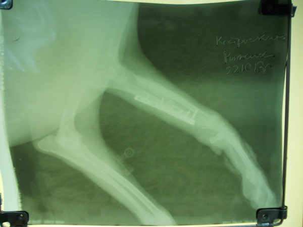 собака рыжик - перелом предплечья - после операции