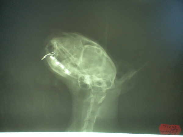 кот - сочетанный перелом челюсти после операции