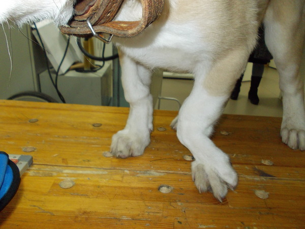 Вальгусная/варусная деформация конечности у собак