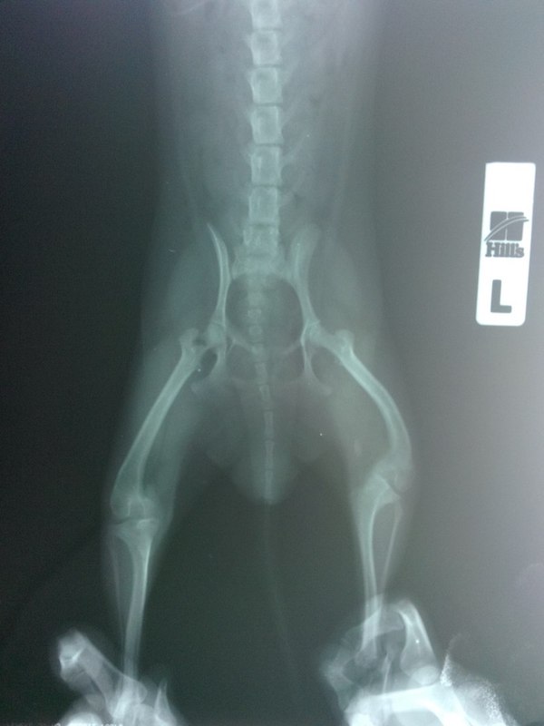 рентгеновский снимок до операций