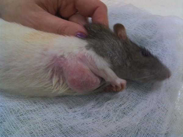 подкожная опухоль у крысы до удаления