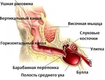 Отот среднего уха