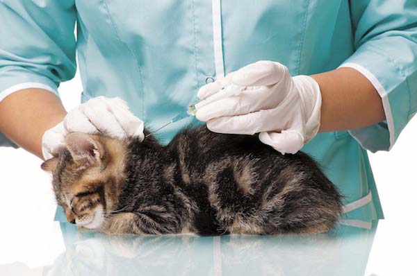 вакцинация кошек
